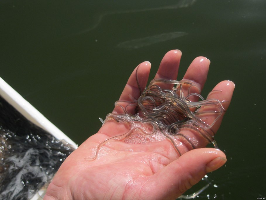 Ихтиопаразитизм вызванный Vandellia cirrhosa