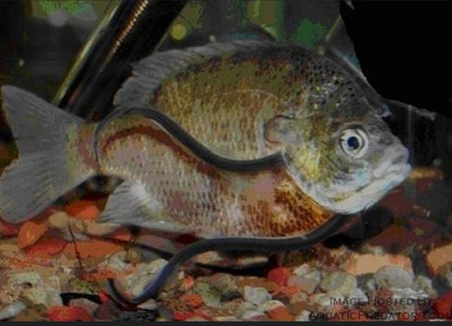 Личинка миноги пескоройка