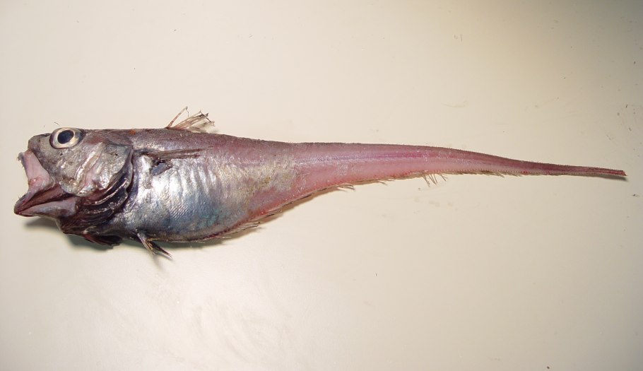 Карбюратор leader pz19jb