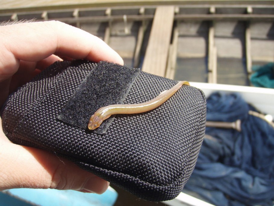 Амазонский сомик кандиру