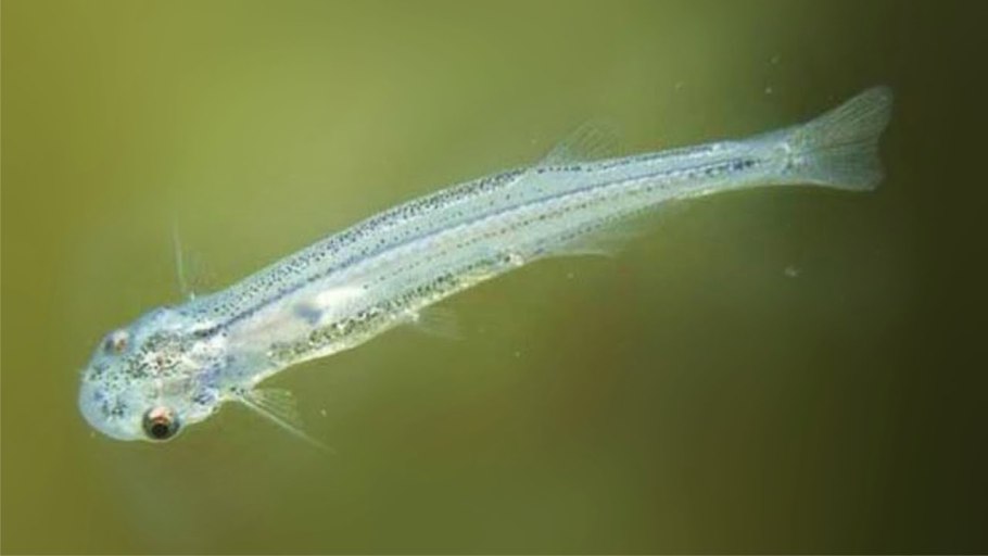 Сомик кандиру под микроскопом