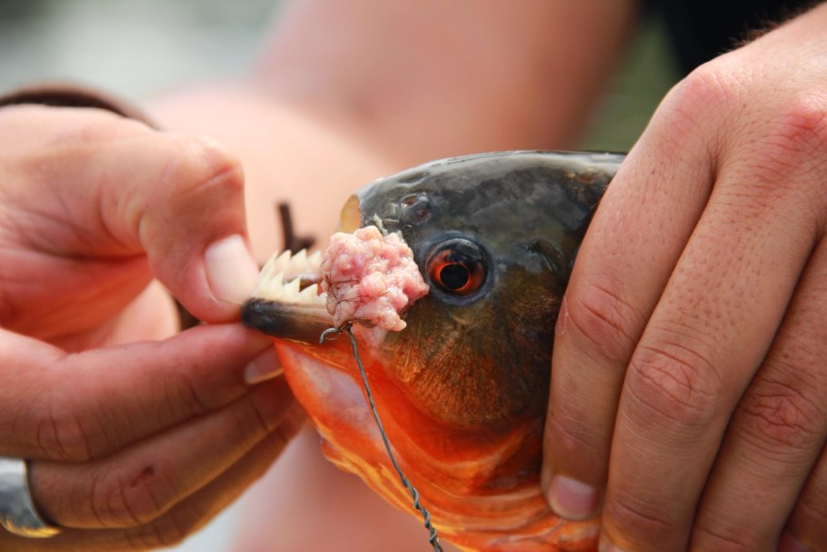 Самая опасная рыба амазонки кандиру