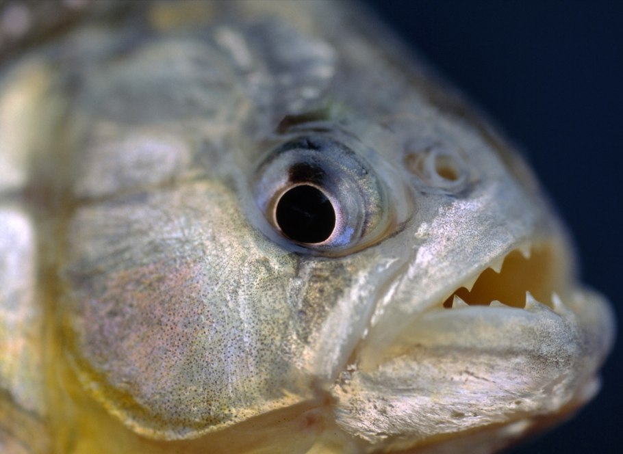 Рыба пираньи