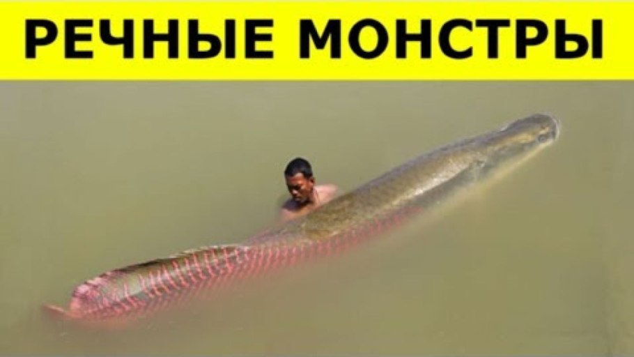 Пиранья съедобная рыба