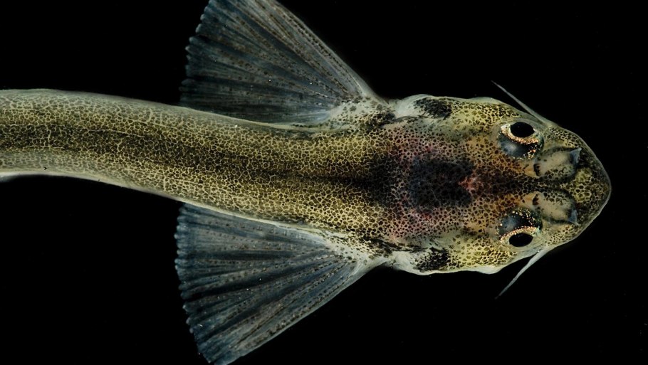 Ванделлия обыкновенная