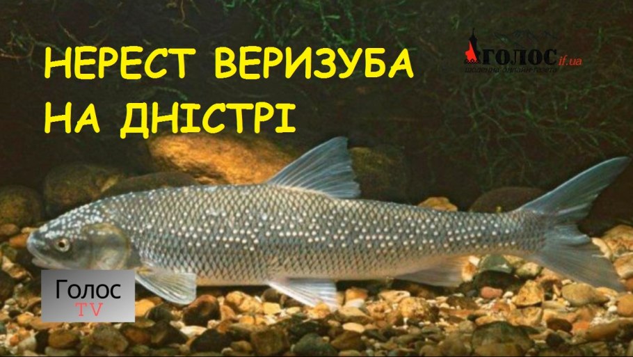 Донской вырезуб рыба