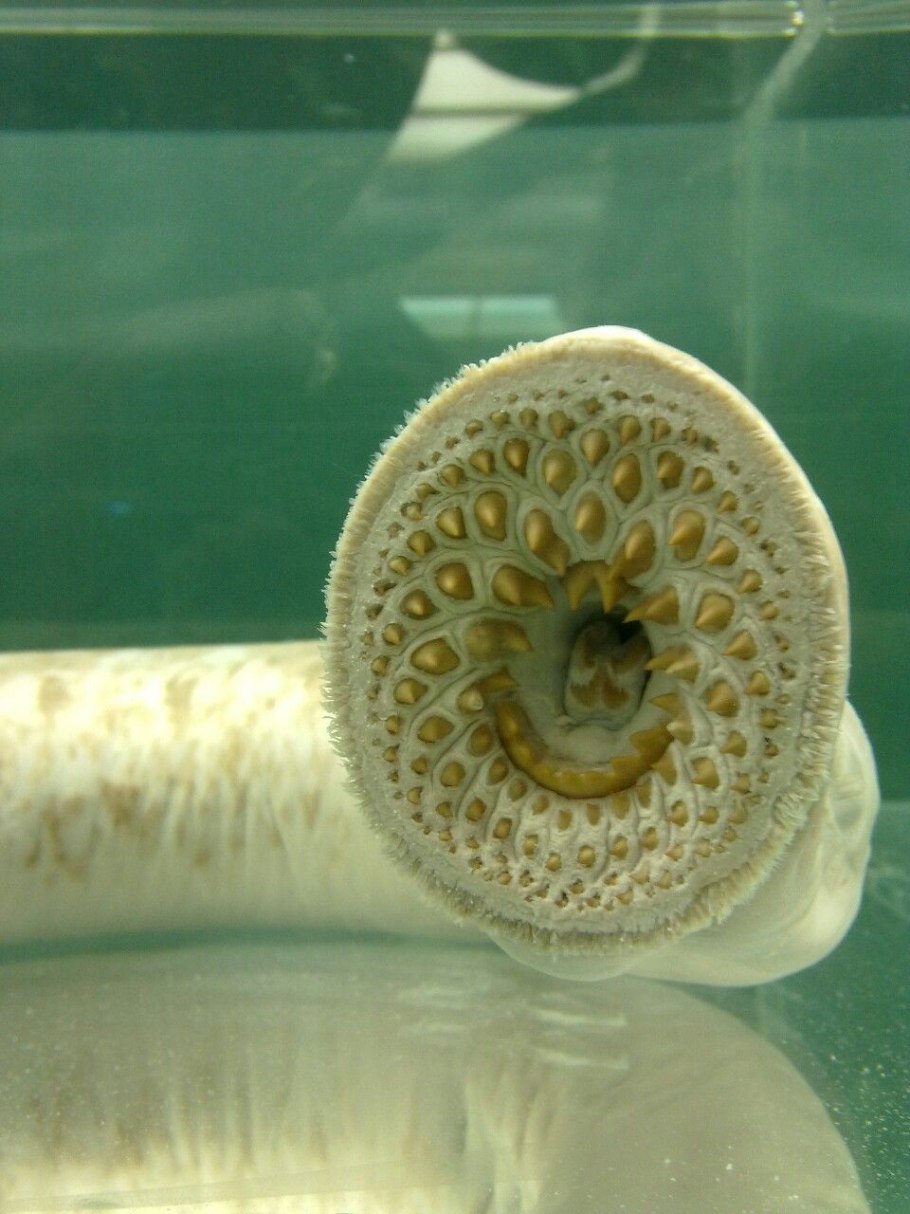 Черный Гренадер рыба