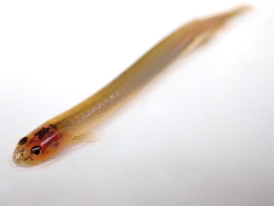 Ванделлия реальная рыбалка