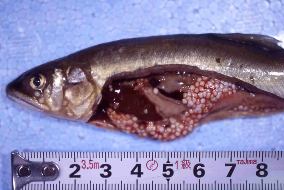 Инородные предметы в уретре