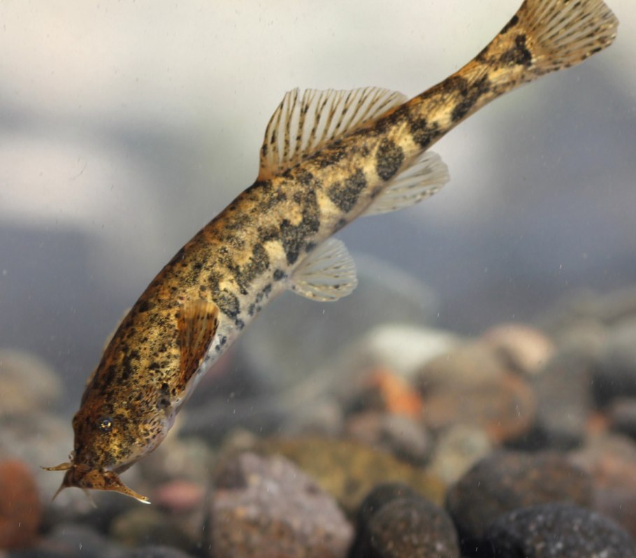 Голец barbatula