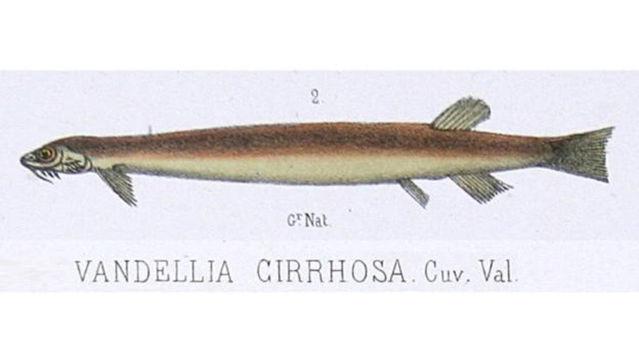 Морской ленточный червь