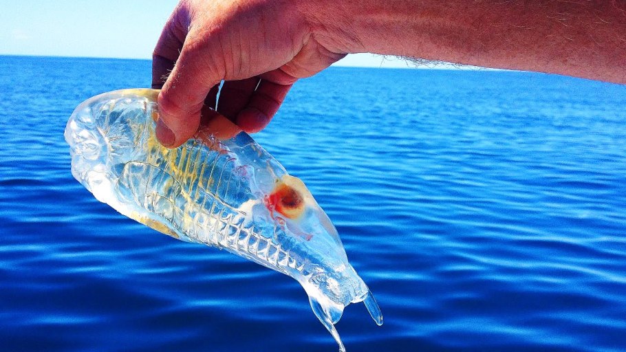 Змееголов Channa Nox