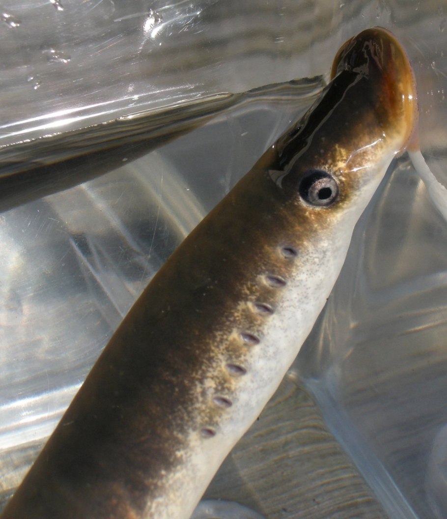 Австралийский гигантский дождевой червь