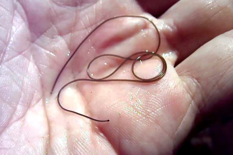 Паразит волосатик