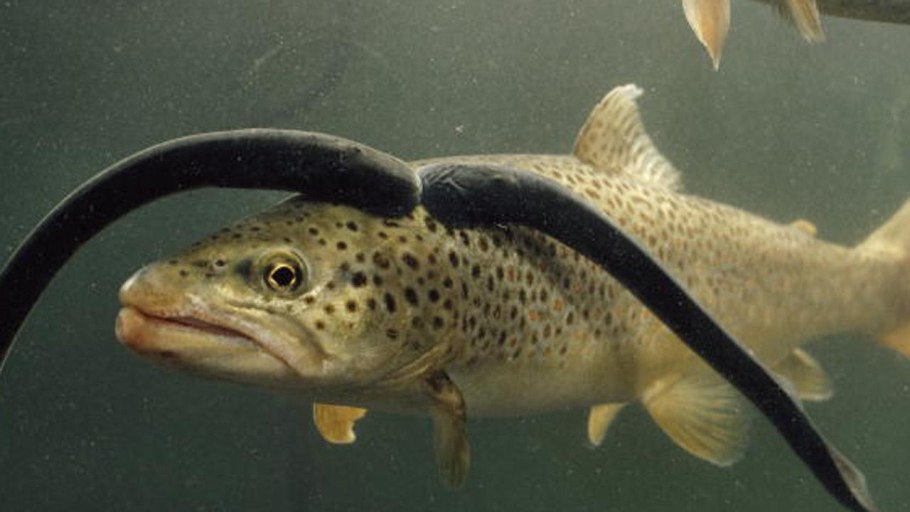 Европейская ручьевая минога