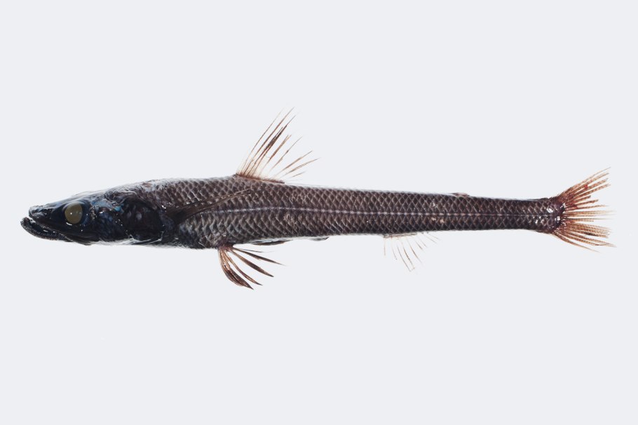 Bathypterois longipes