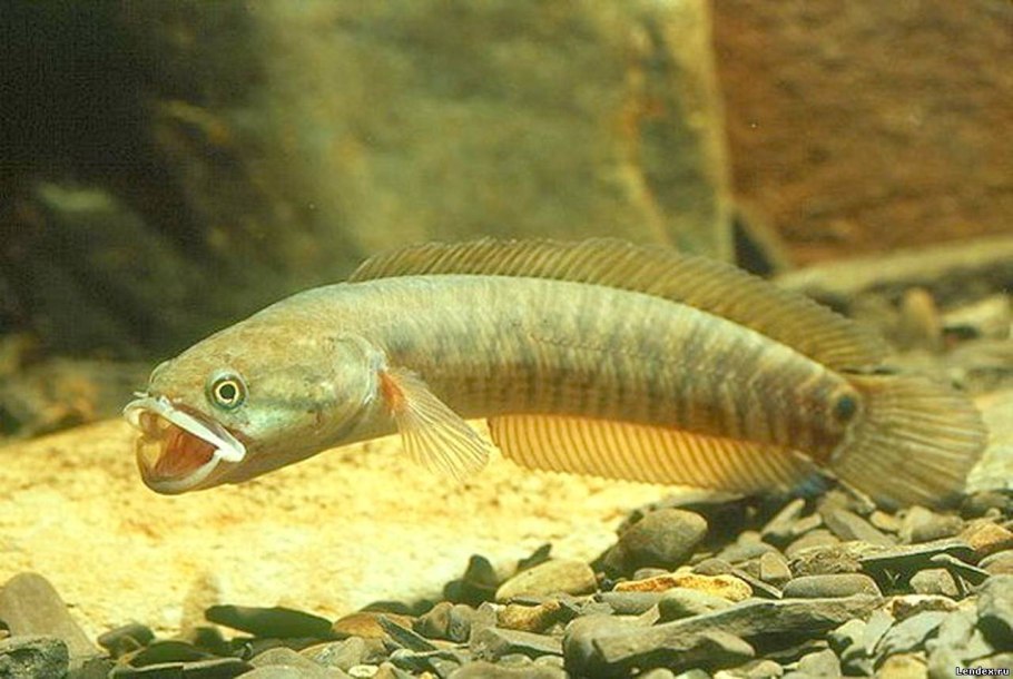 Змееголов аквариумная рыбка