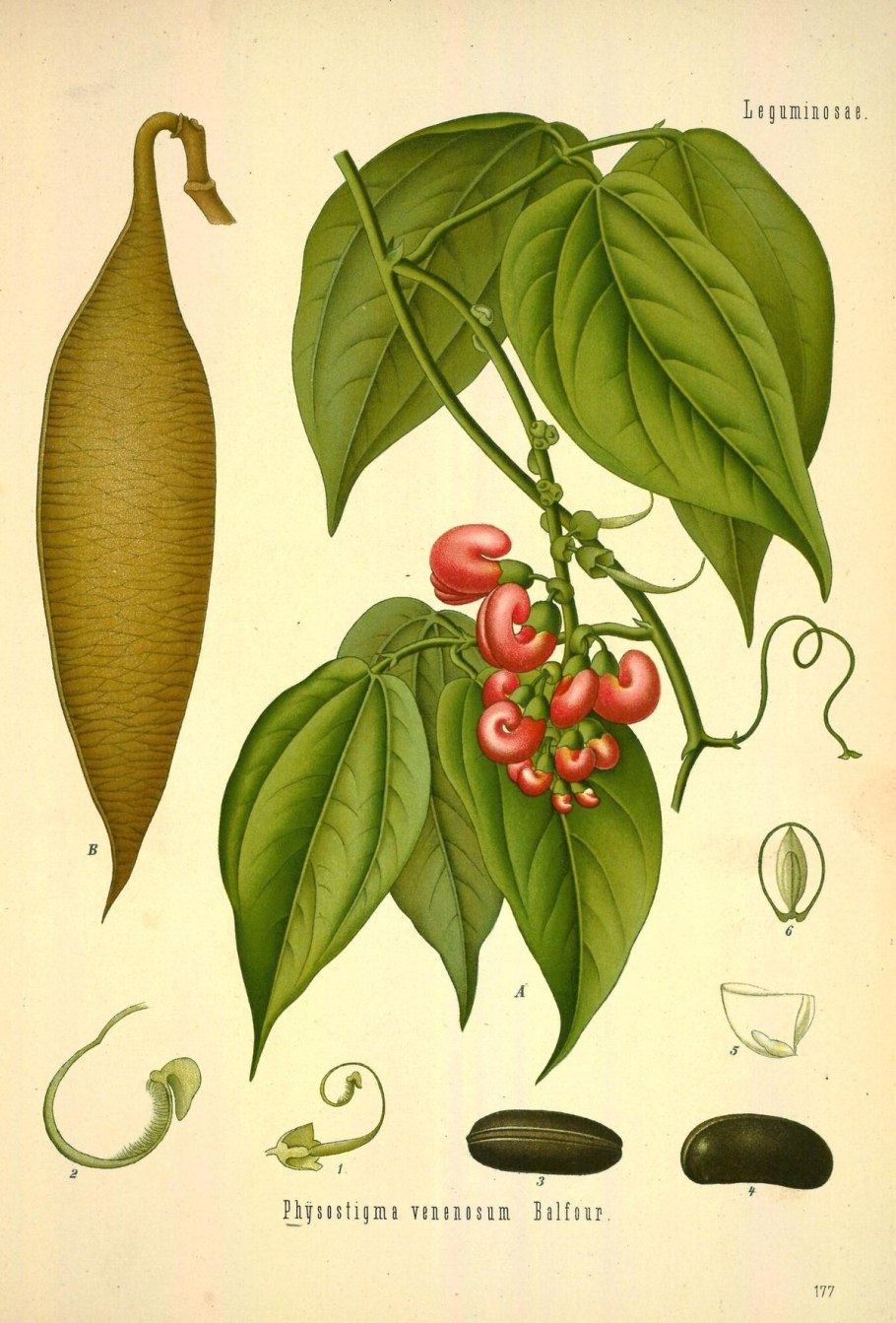 Physostigma venenosum