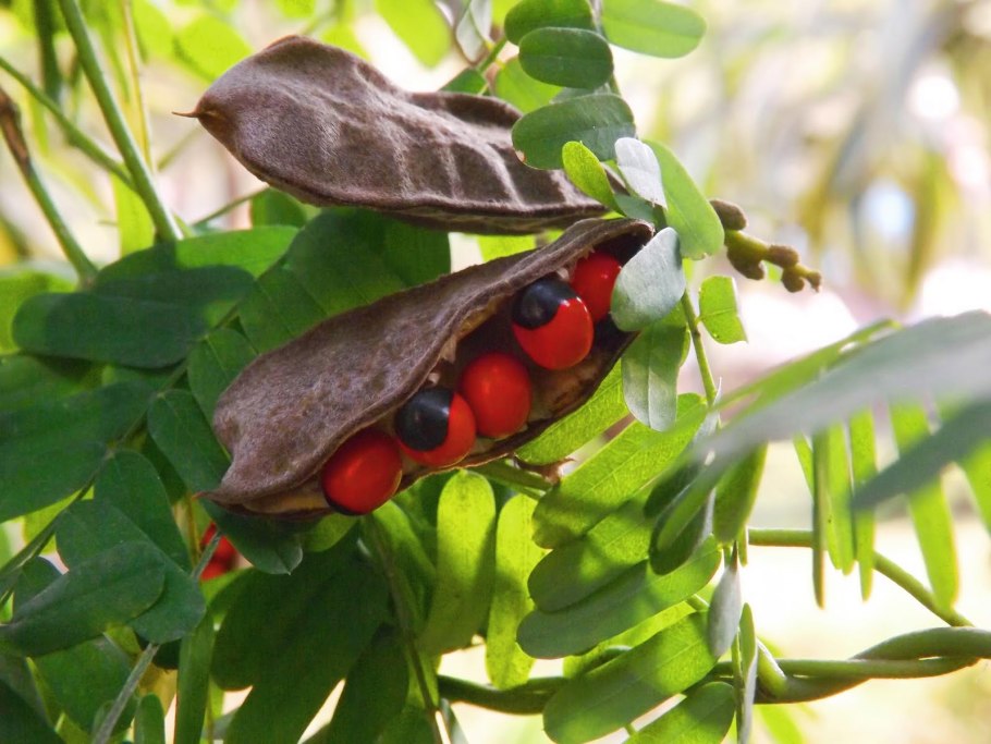 Physostigma venenosum
