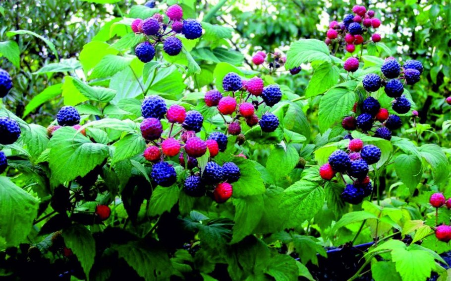 Княженика тибетская малина