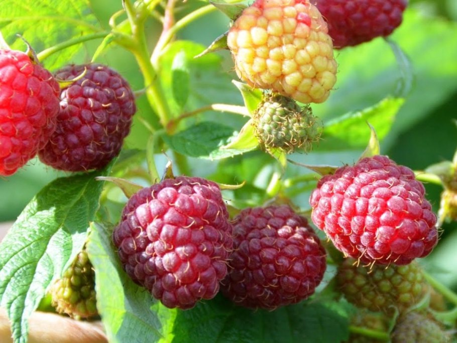 Малина ремонтантная полана