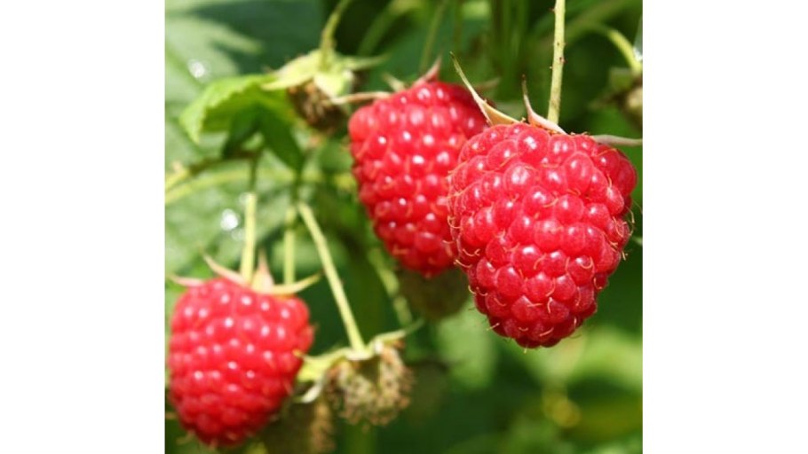 Сорт малины химбо-топ ремонтантный