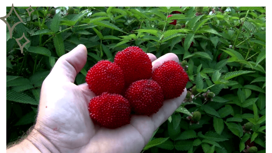 Ежемалина Бознберри