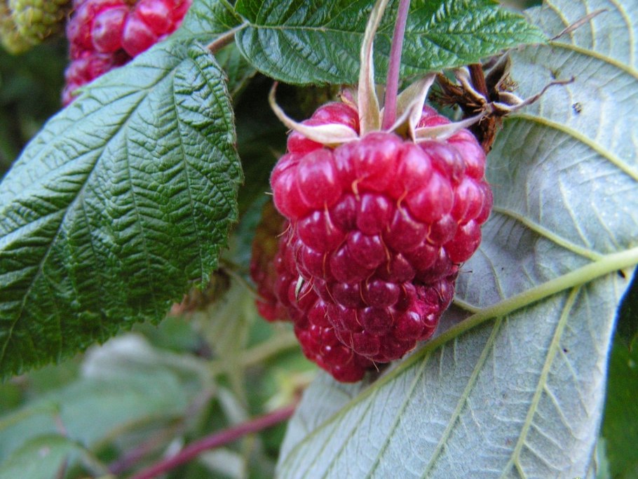 Ягода малина ООО