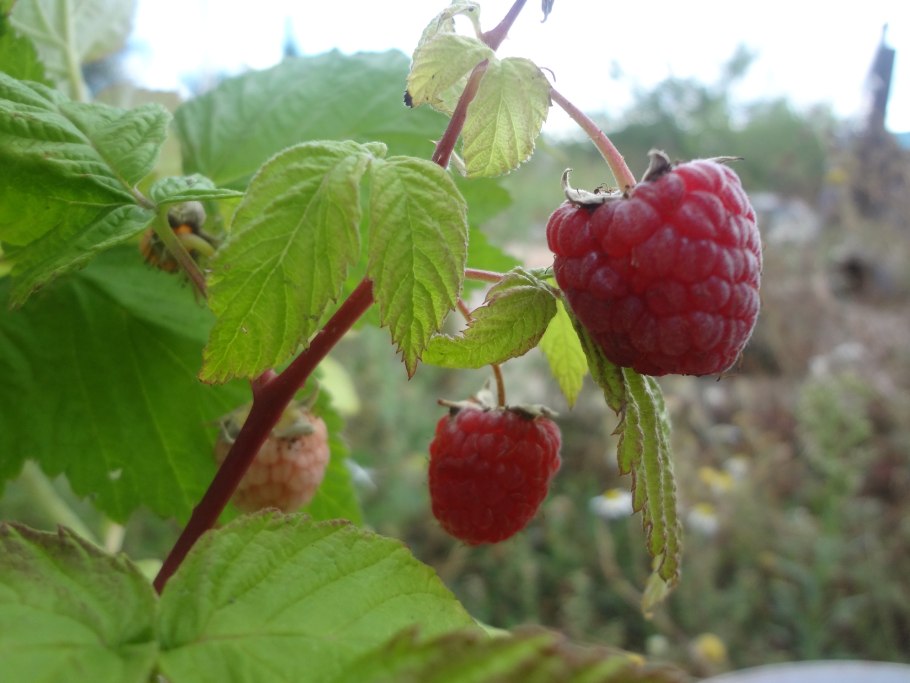 Малина Рубус