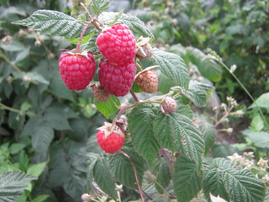 Малина ремонтантная августина