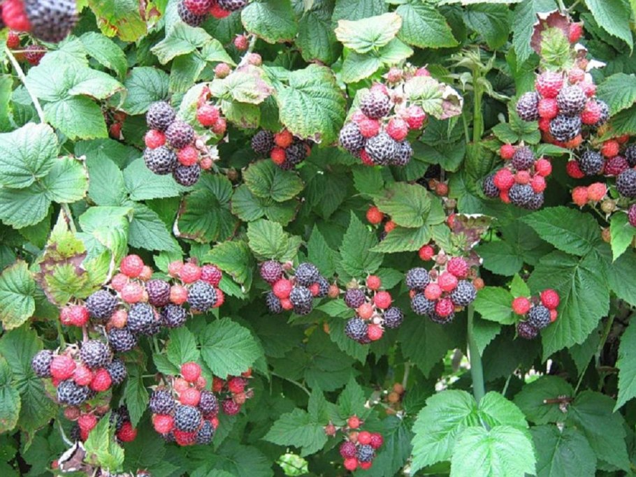 Малина тибетская розолистная