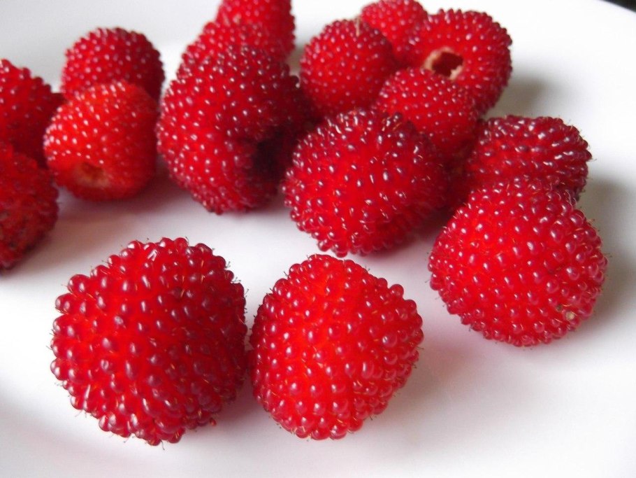 Малина ремонтантная красная гвардия