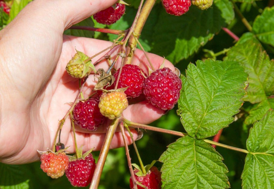 Малина зоренька алтая