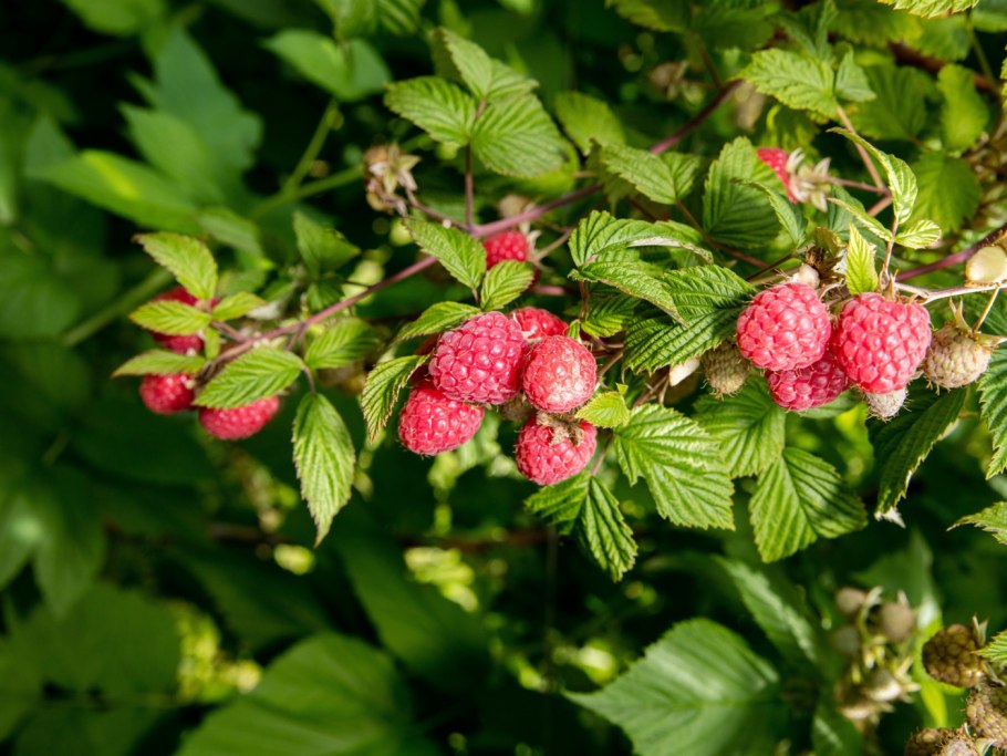 Малина кустарник