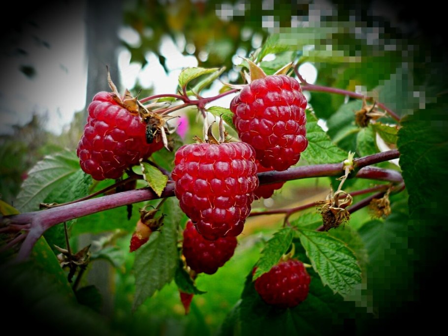 Кустовая малина