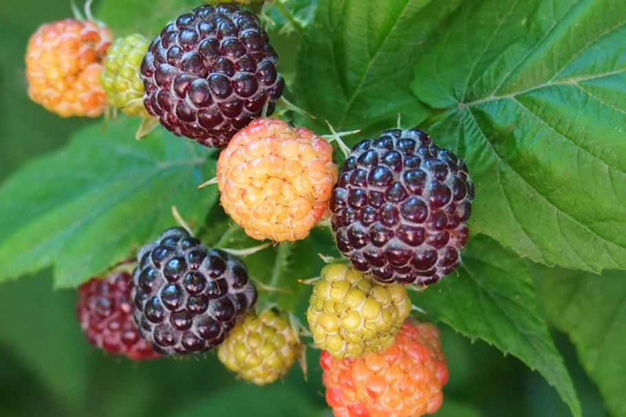 Ежемалина (ежевика) логанберри