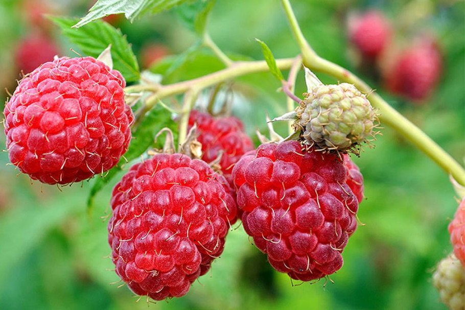 Малина красная крупноплодная королева