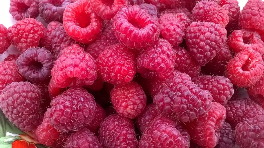 Малина ремонтантная жаклин