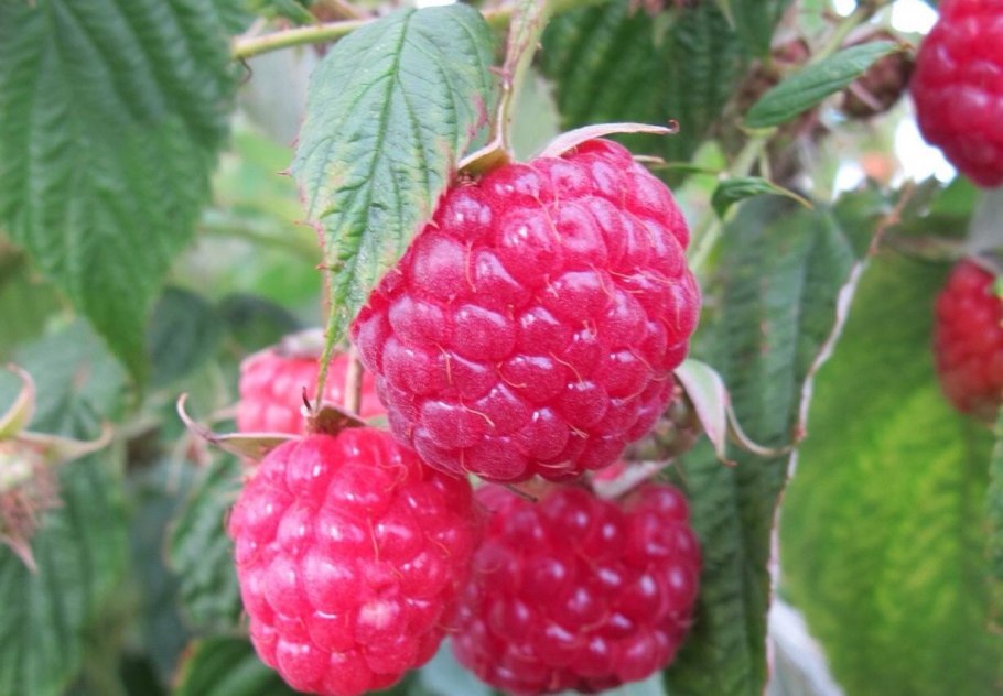 Малина ремонтантная