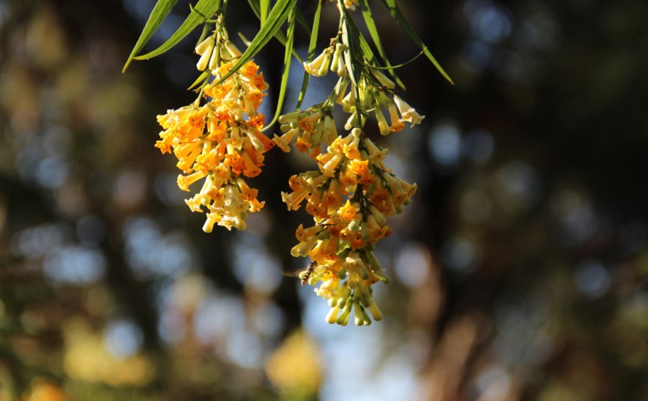 Фрeйлиния ланцетнaя