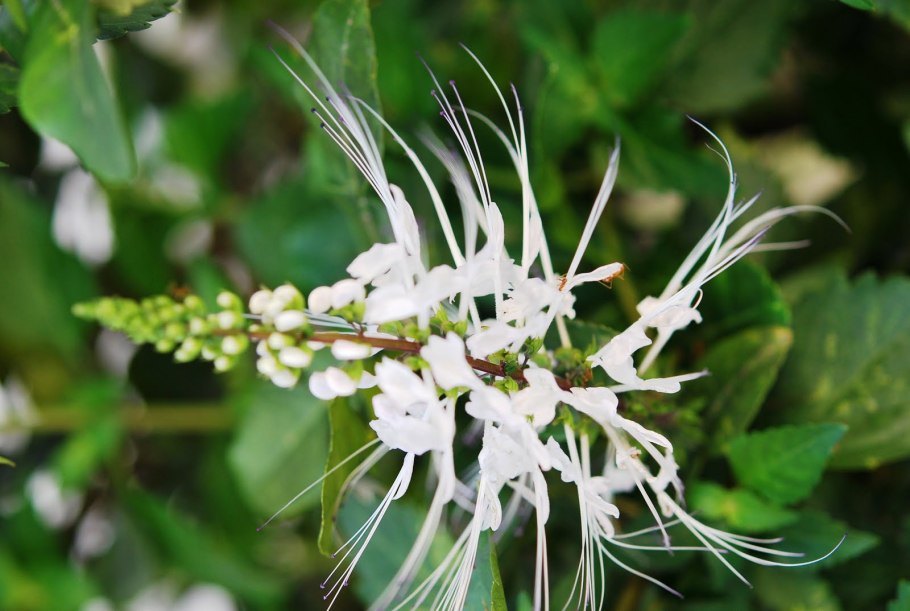 Ailanthus altissima Айлант высочайший побег