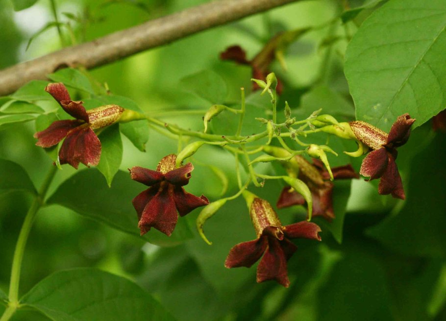 Фрейлиния ланцеолата растение