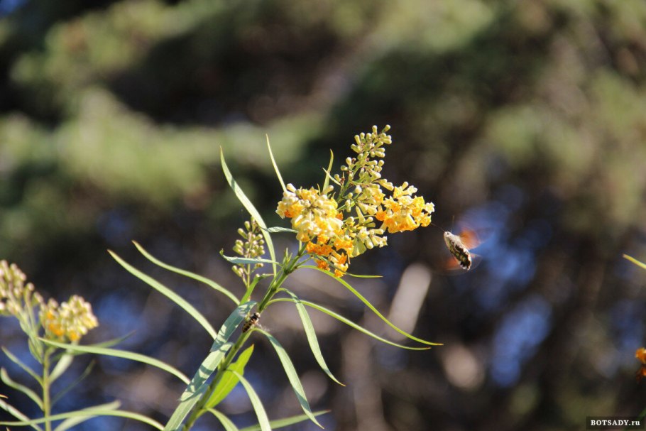 Фрейлиния ланцеолата растение
