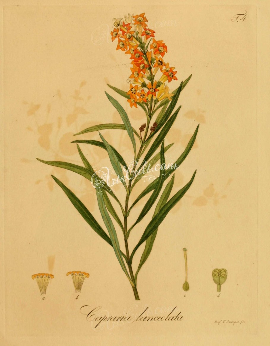 Sisyrinchium striatum