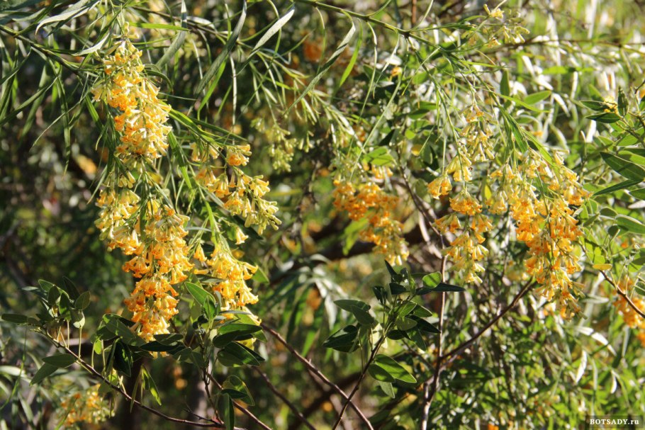 Фрейлиния ароматная