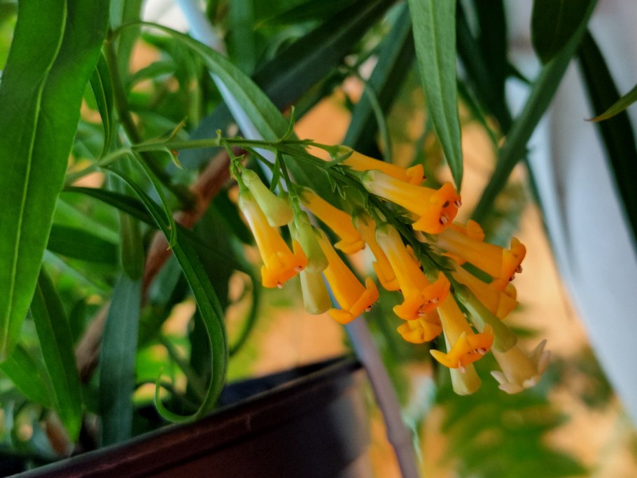 Фрейлиния цистровидная