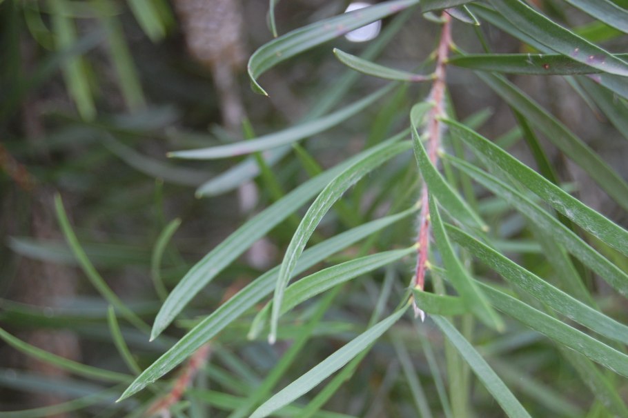 Растение с ланцетными зубчатыми листьями