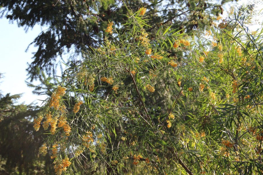 Фрейлиния цветок