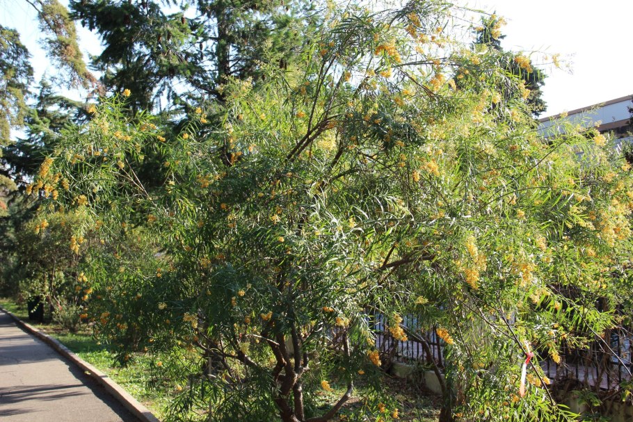 Капулин растение в Сочи