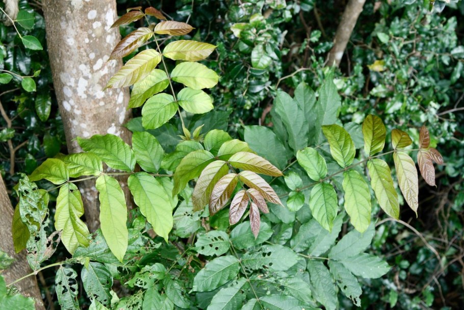 Олива европейская цветение